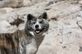 AKITA INU 290